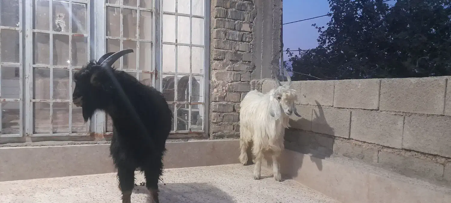 کهر نر برا تخمی|حیوانات مزرعه|مرودشت, تامین اجتماعی|دیوار