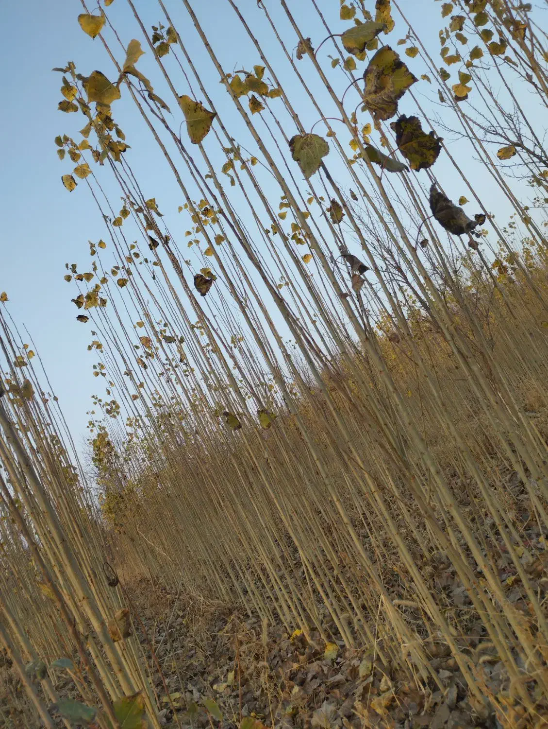 نهال سود میلیاردی با کاشت چنار|گل و گیاه طبیعی|سنندج, |دیوار