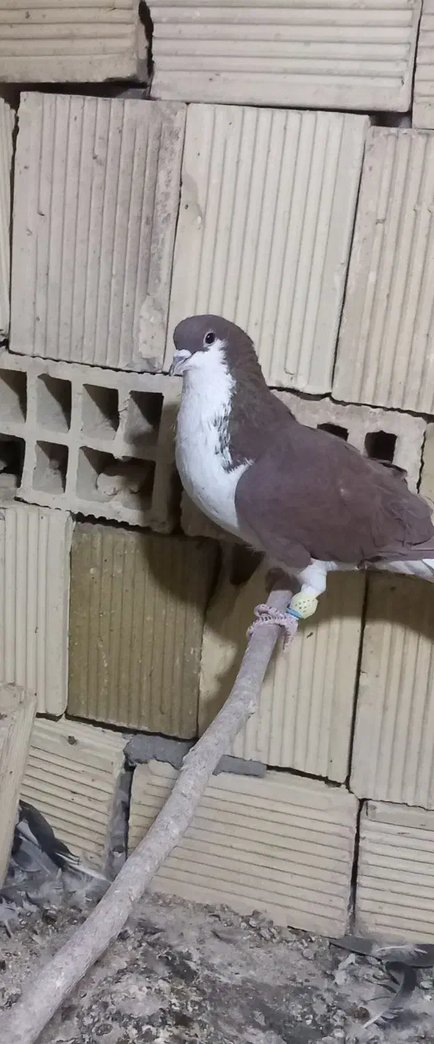 پلاکی . دورگ . خوشرنگ.|پرنده|مبارکه, |دیوار