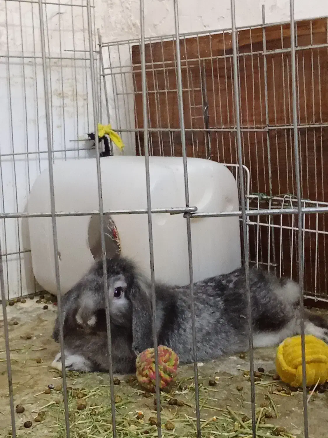 خرگوش لوپ|موش و خرگوش|بندر دیر, |دیوار