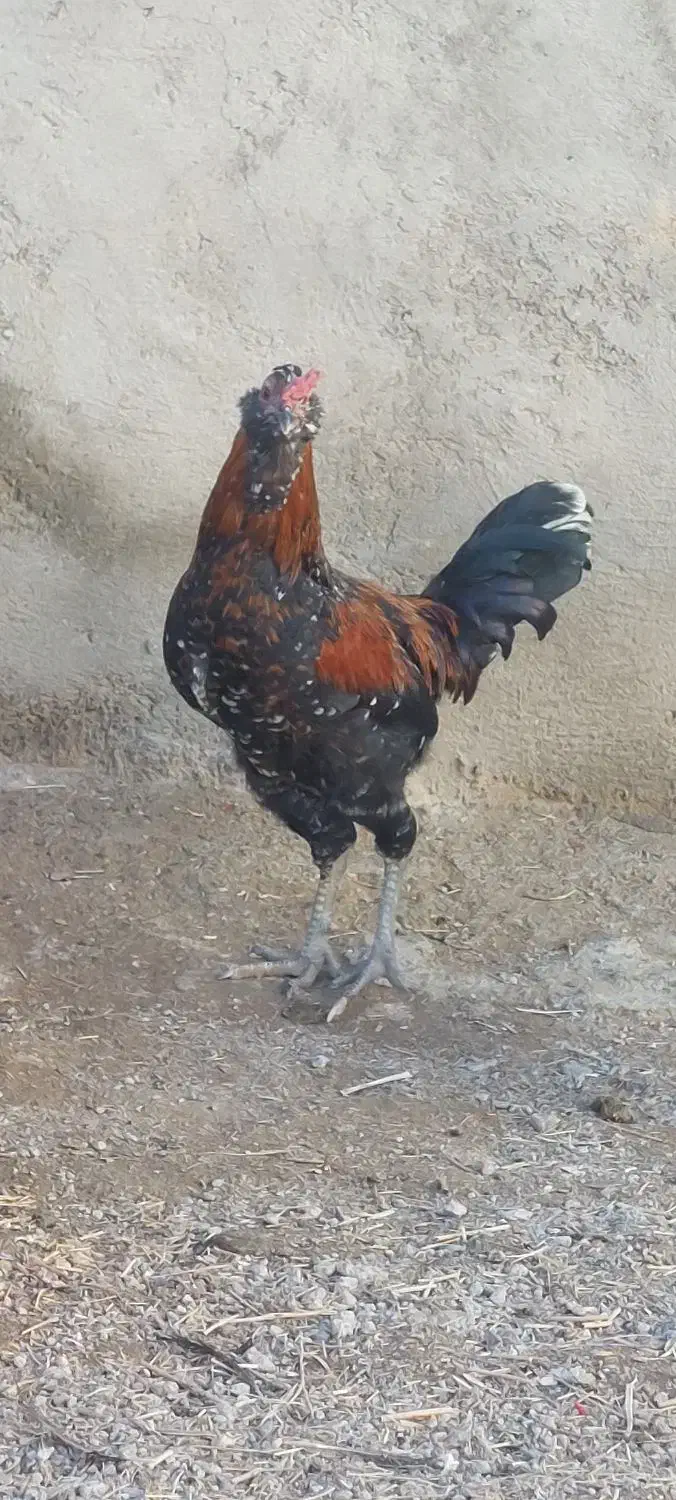 خروس|حیوانات مزرعه|تکاب, |دیوار