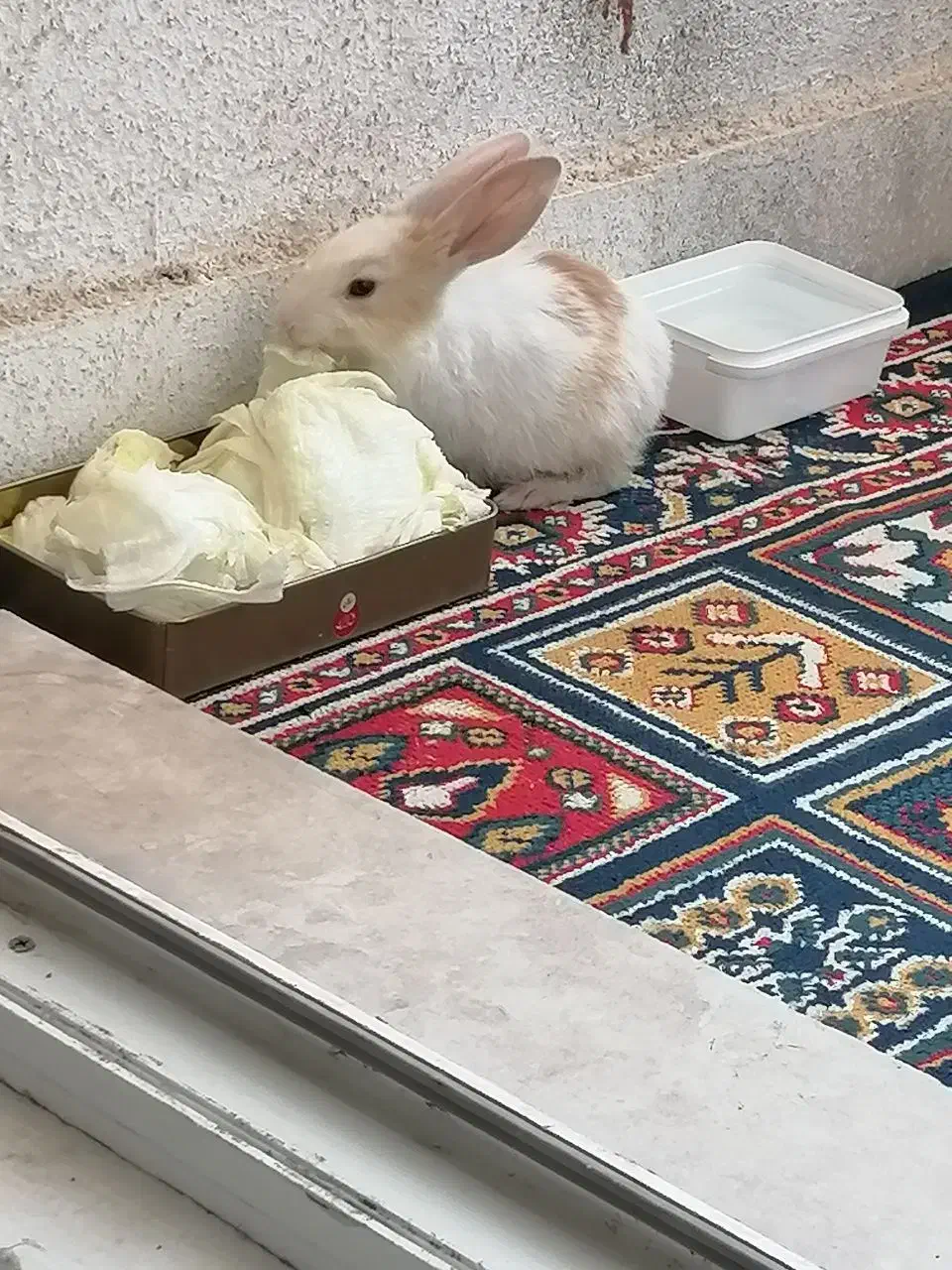 واگذاری خرگوش|موش و خرگوش|پرند, فاز ۶|دیوار