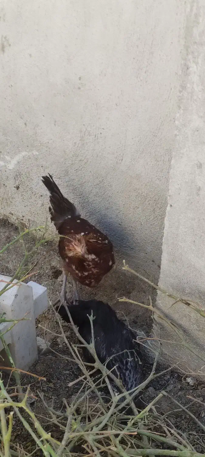 مرغ و خروس محلی مرغ گلیل|حیوانات مزرعه|دینور, |دیوار