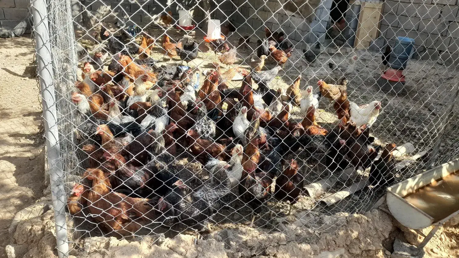 مرغ وخروس جوان|حیوانات مزرعه|خمین, |دیوار