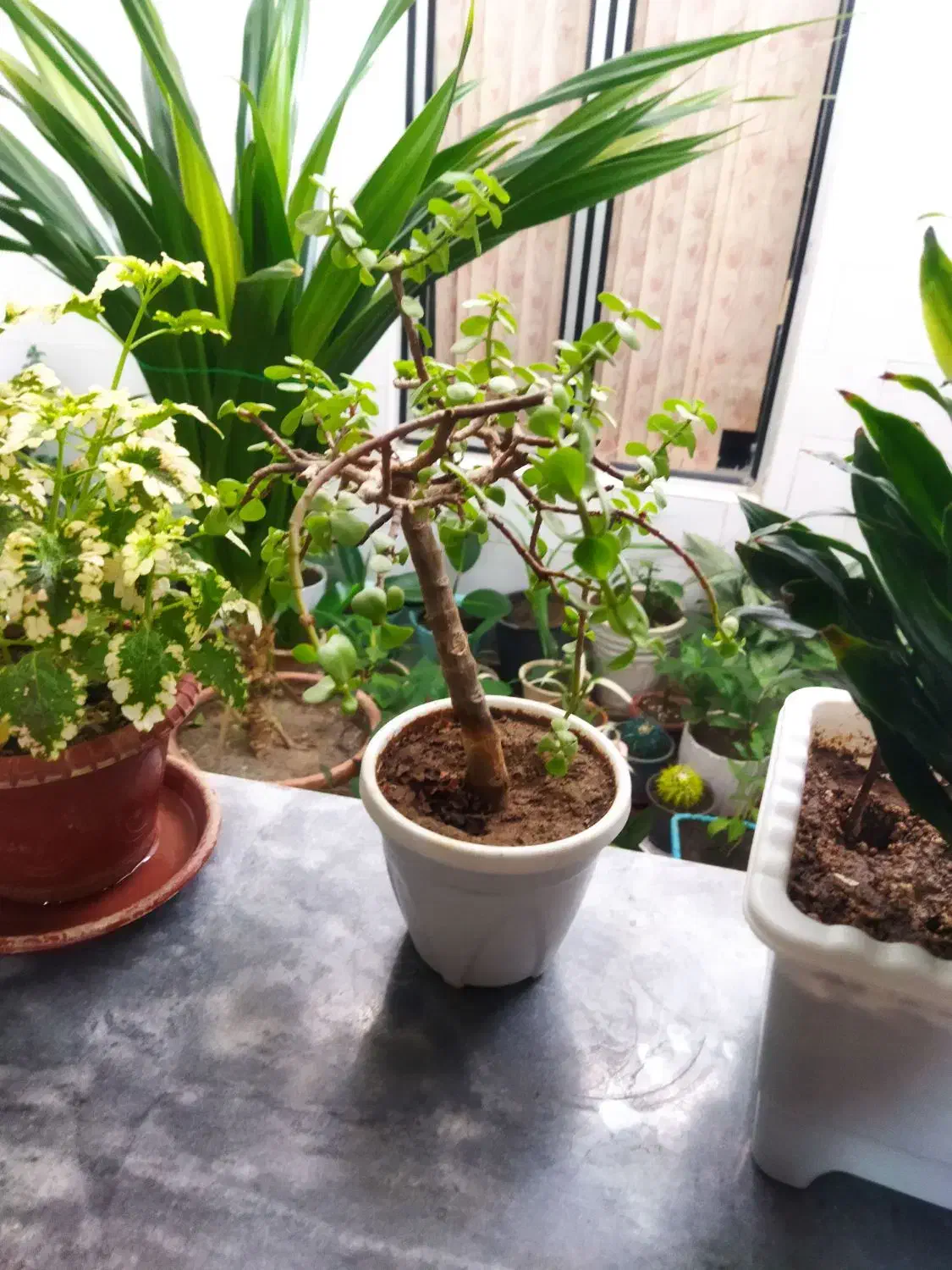 گل طبیعی|گل و گیاه طبیعی|کرمانشاه, |دیوار