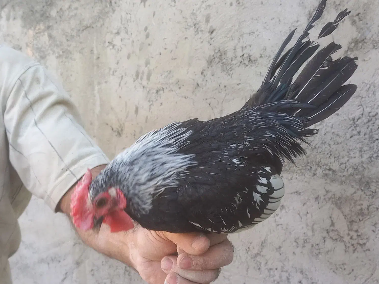 خروس سبرایت|حیوانات مزرعه|اصفهان, شاهد|دیوار