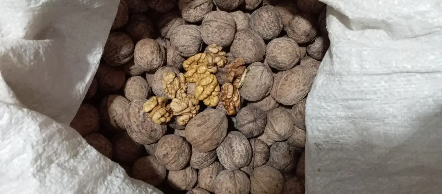 گردوی کاغذی|خوردنی و آشامیدنی|قزوین, |دیوار