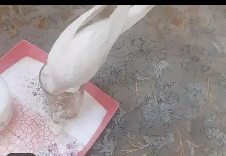 عروس هلندی آلبینو|پرنده|چهاردانگه (تهران), |دیوار