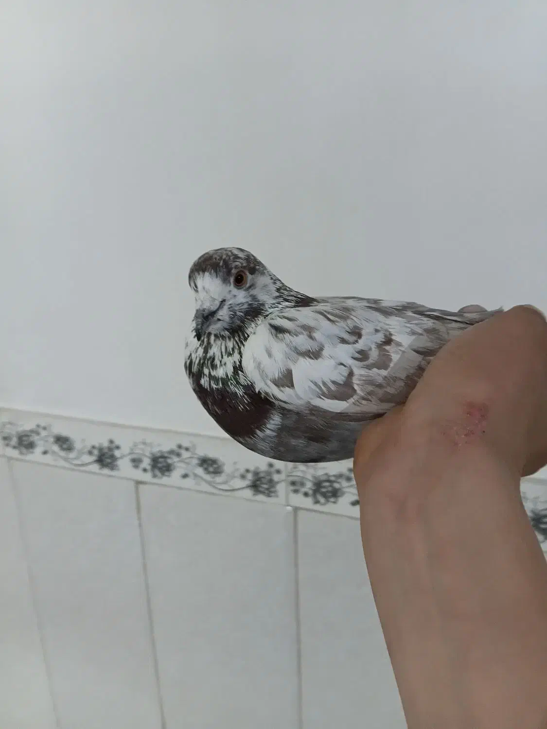 کفتر پرشی|پرنده|رباط‌کریم, الارد|دیوار