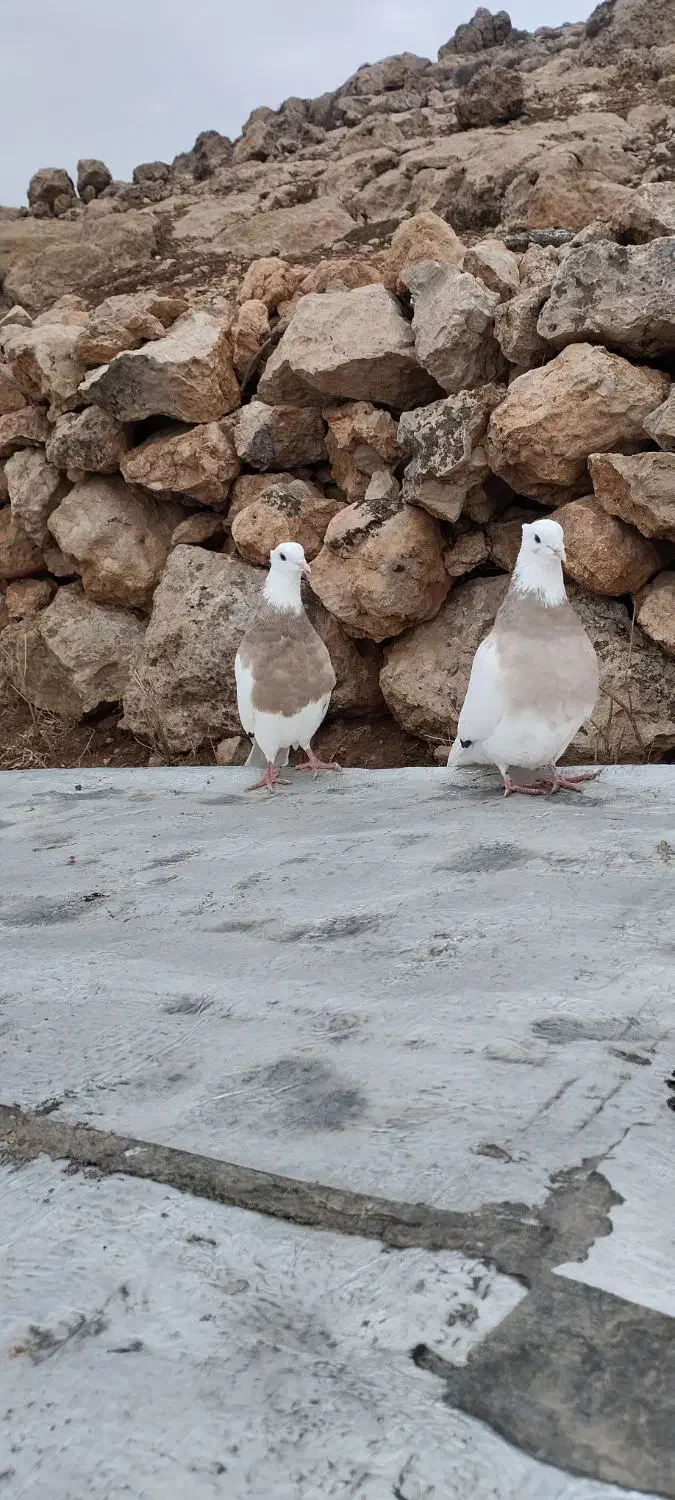 طوق|پرنده|کارزان, |دیوار