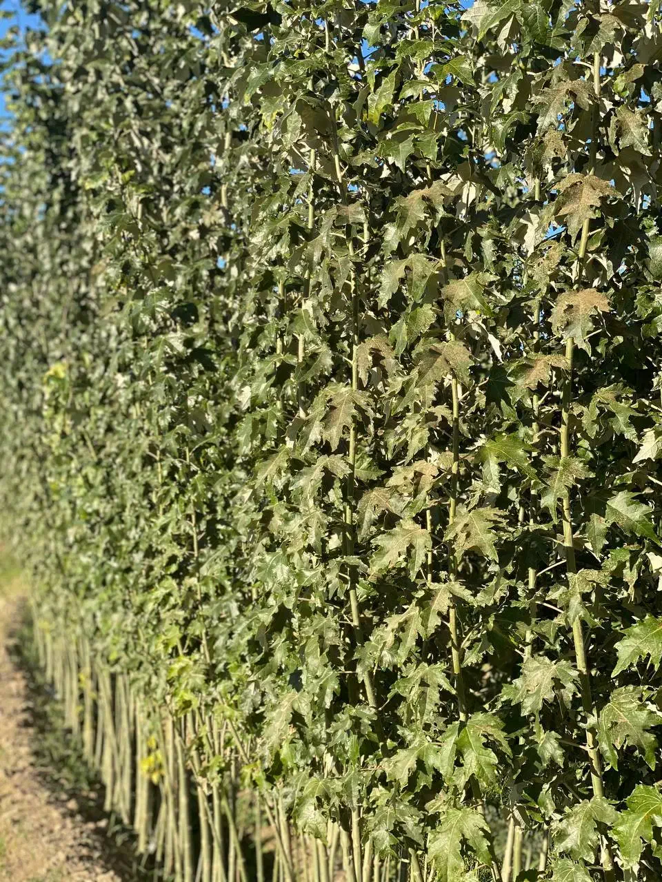 نهال با کیفیت اصلاح شده با ضمانت|خدمات باغبانی و درختکاری|اردبیل, |دیوار