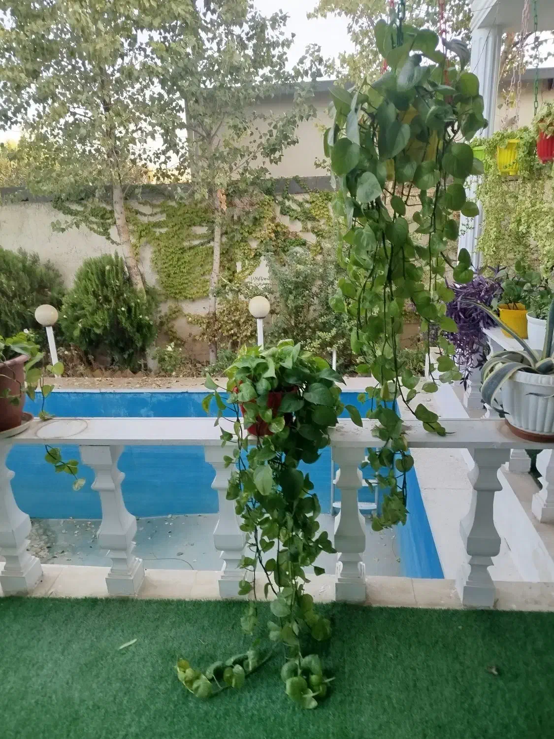 گیاه پتوس سالم وشاداب|گل و گیاه طبیعی|رامجین, |دیوار