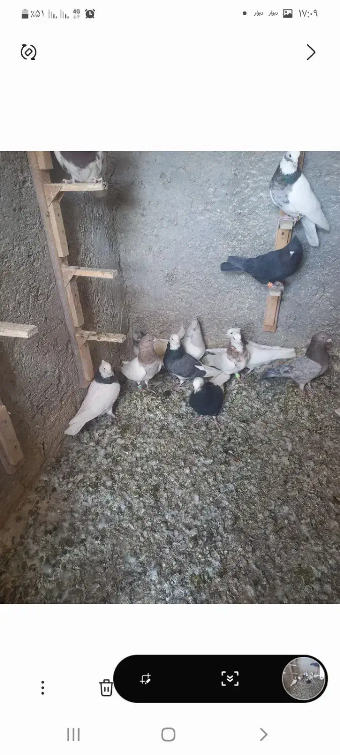 کبوتر|پرنده|بم, |دیوار