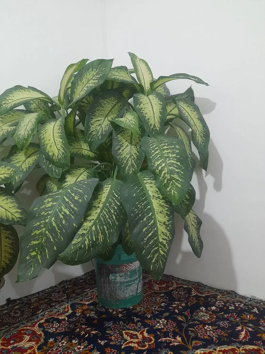 این گل زیبا طبیعی ب فروش میرسد|گل و گیاه طبیعی|مریوان, |دیوار