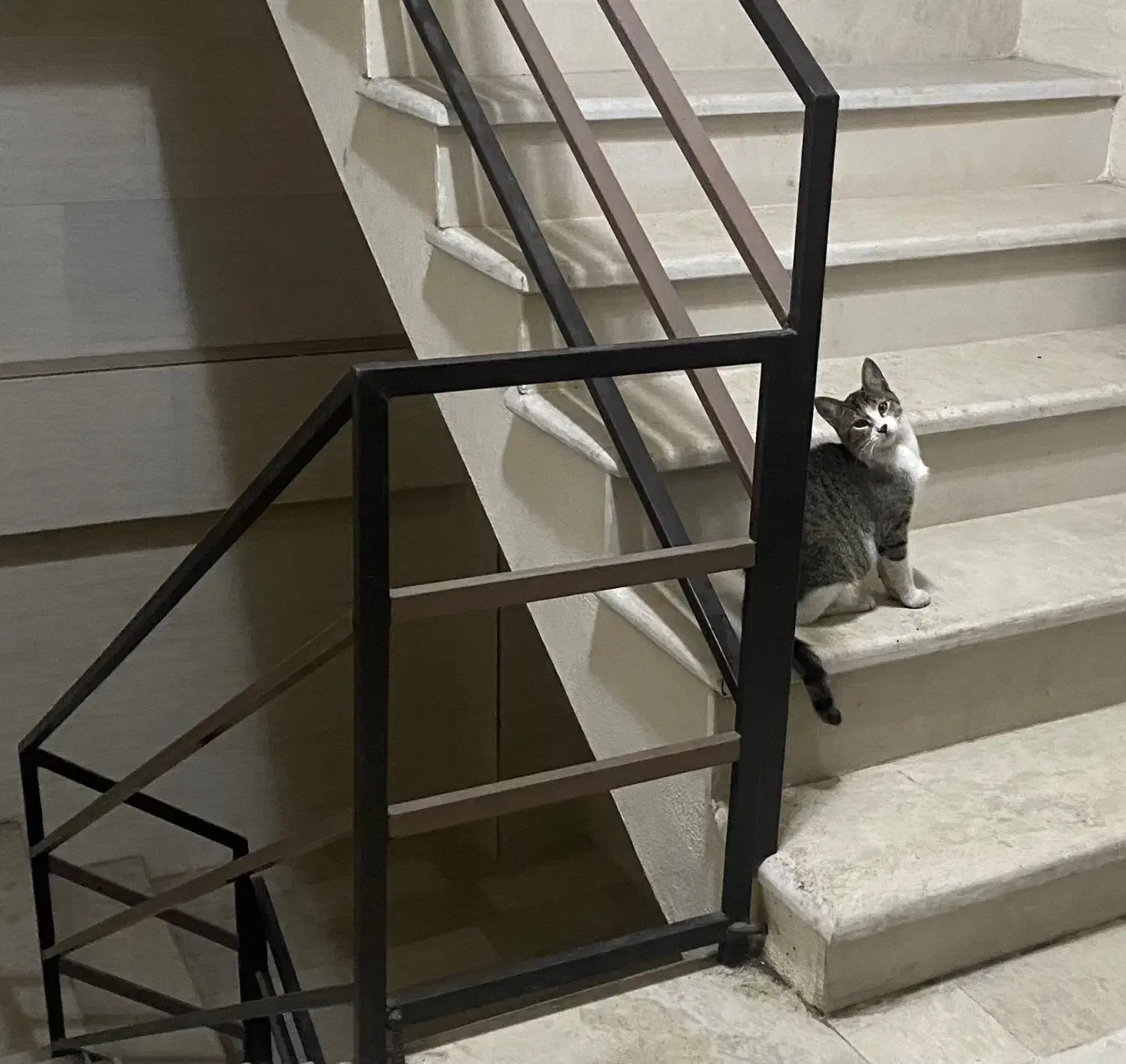 واگذاری رایگان گربه ماده|گربه|رشت, آزادگان|دیوار