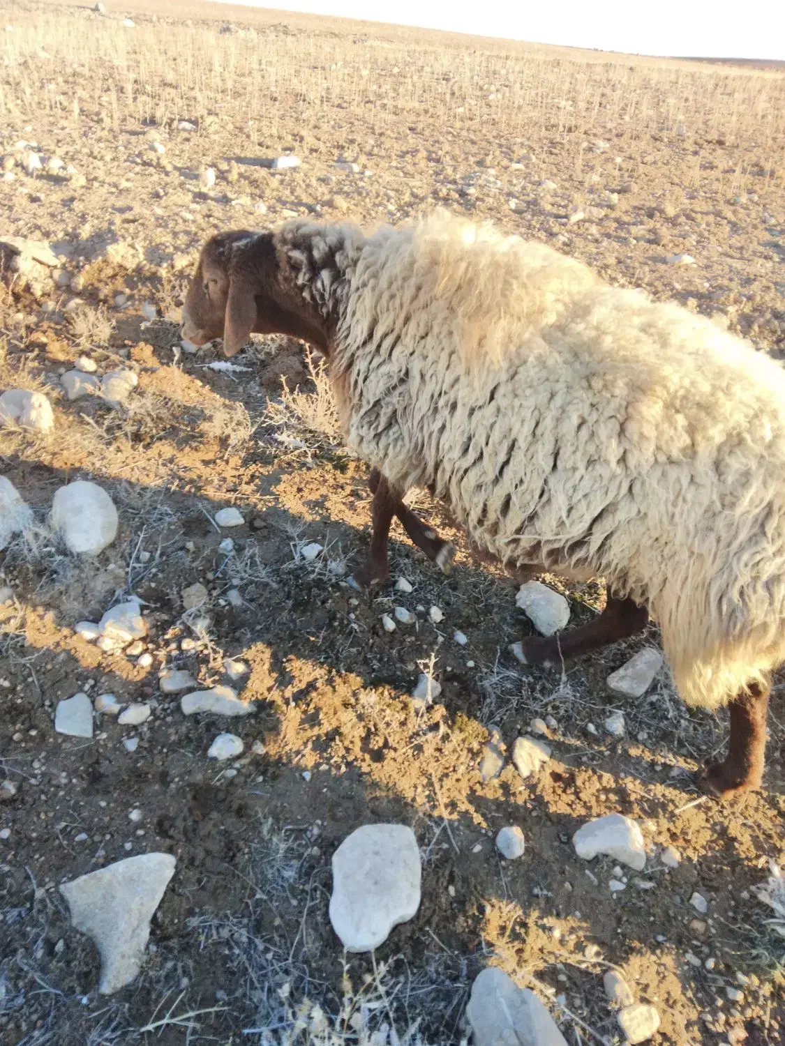 میش‌جوان|حیوانات مزرعه|فاروج, |دیوار