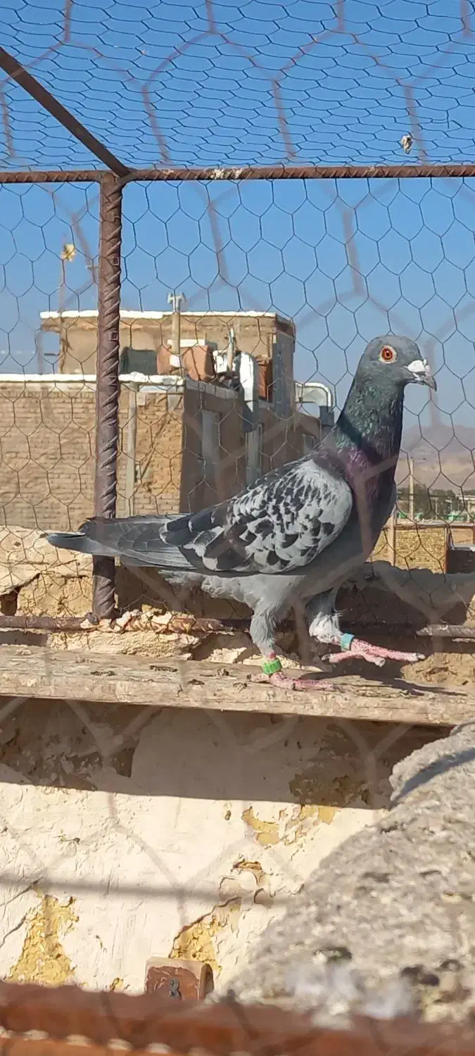 کبوتر سینه سیاه پولکی|پرنده|رشتخوار, |دیوار