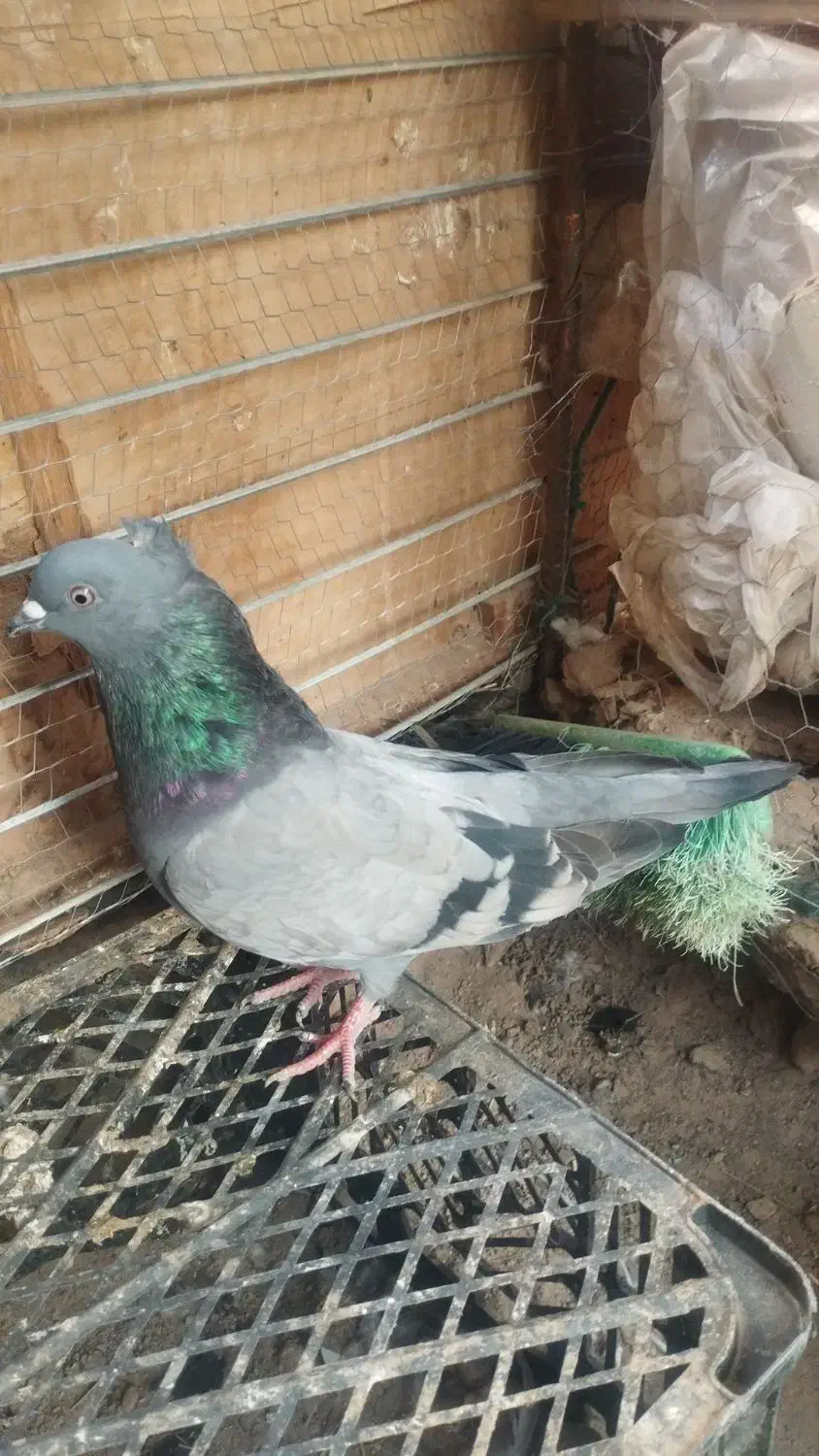 کفتر|پرنده|بم, |دیوار