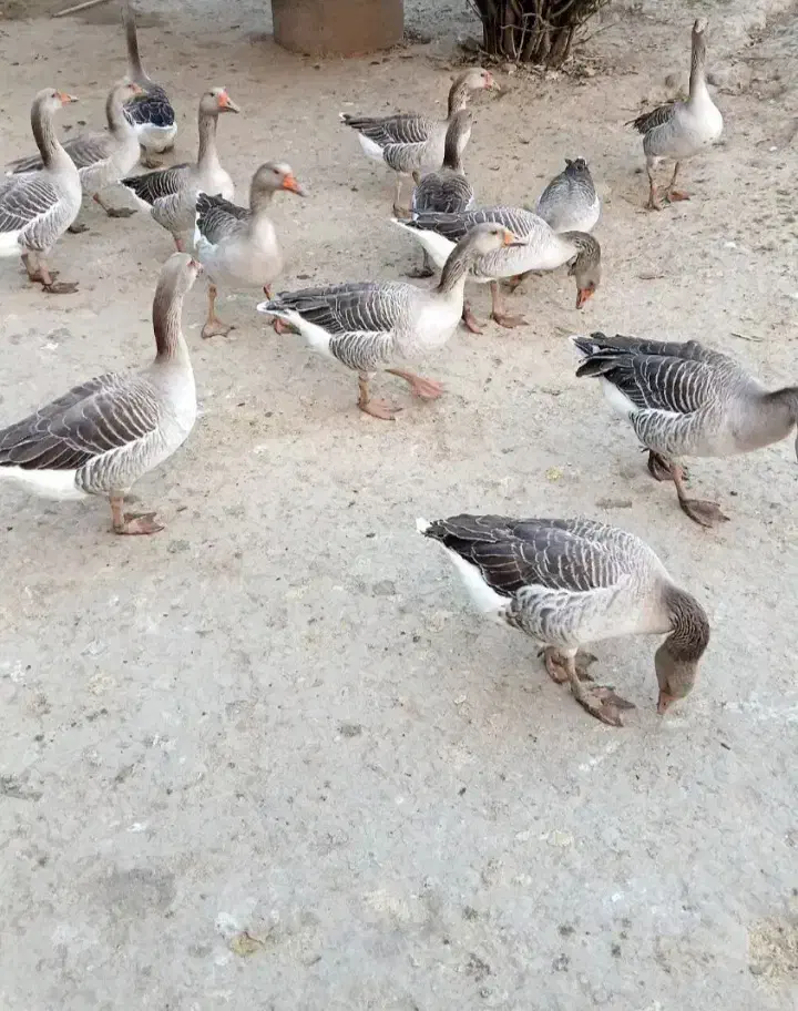 غاز|حیوانات مزرعه|فومن, |دیوار