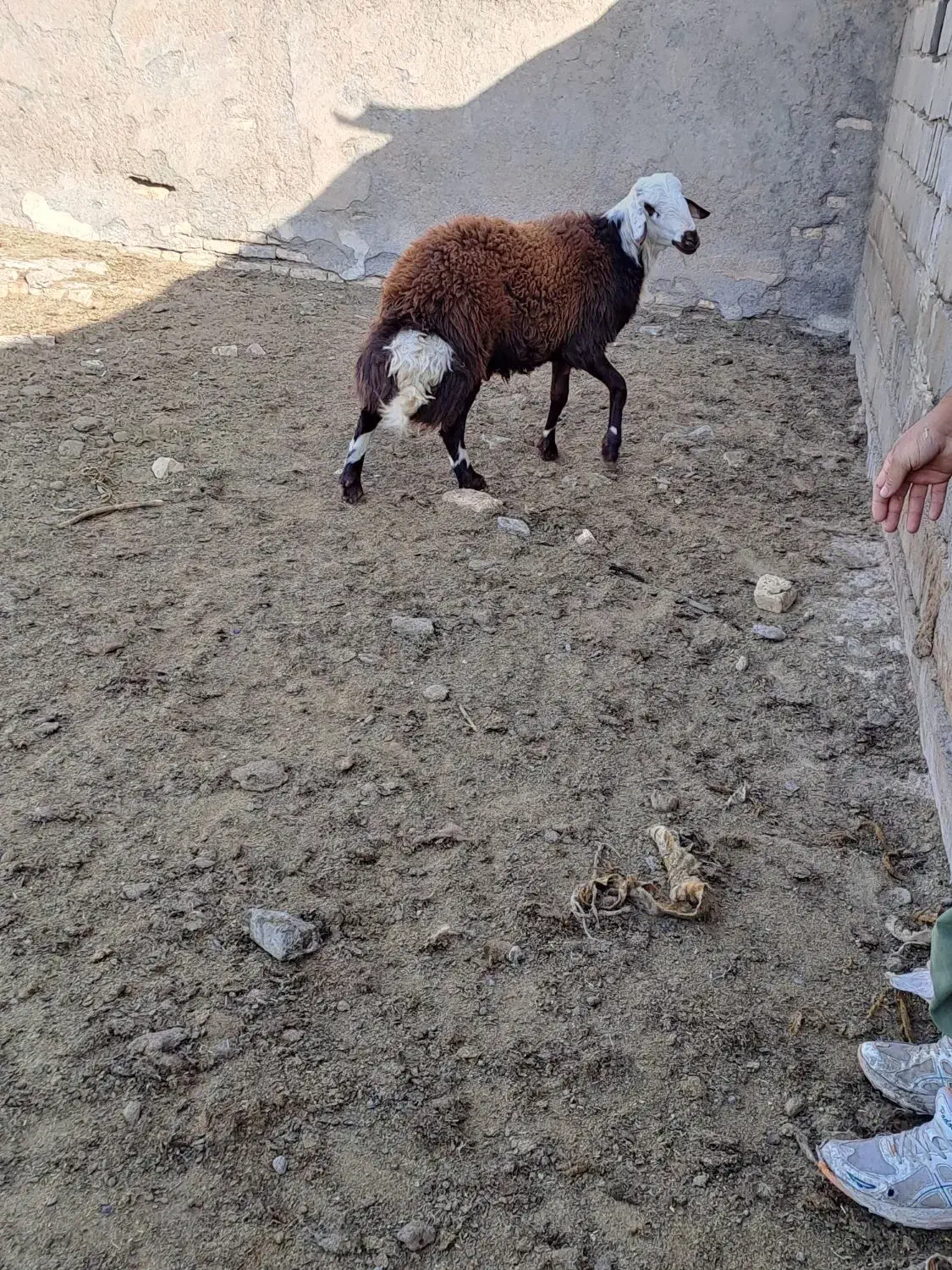 برقوچی افشاری|حیوانات مزرعه|فریمان, |دیوار