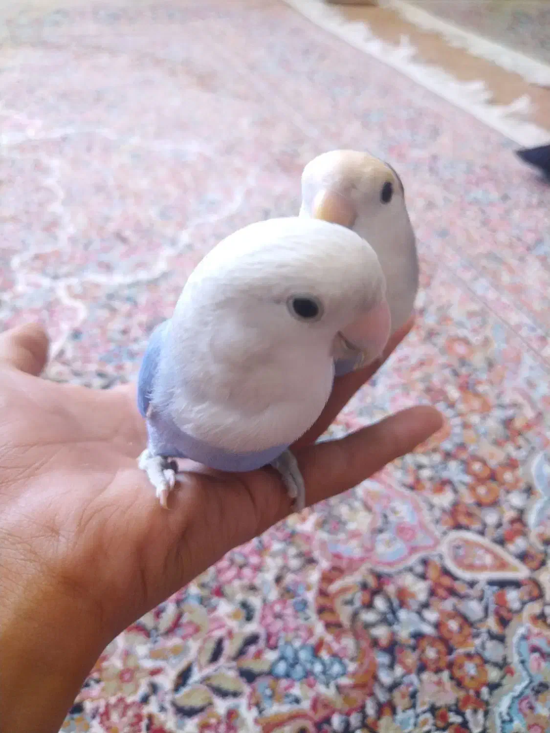 طوطی کتوله رام رام|پرنده|زرند, |دیوار