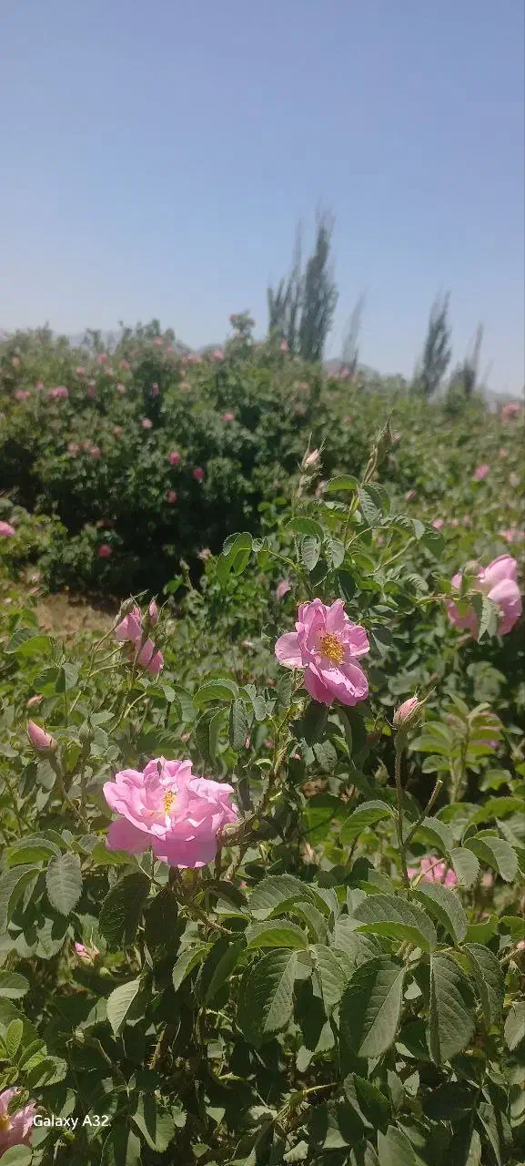 باغ گل محمدی|فروش زمین و ملک کلنگی|کاشان, فاز ۱ ناجی آباد|دیوار