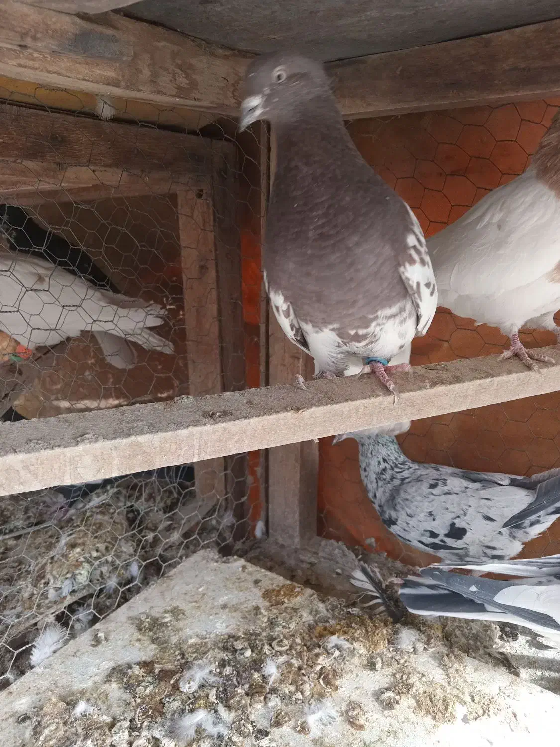 کبوتر|پرنده|آباده, |دیوار