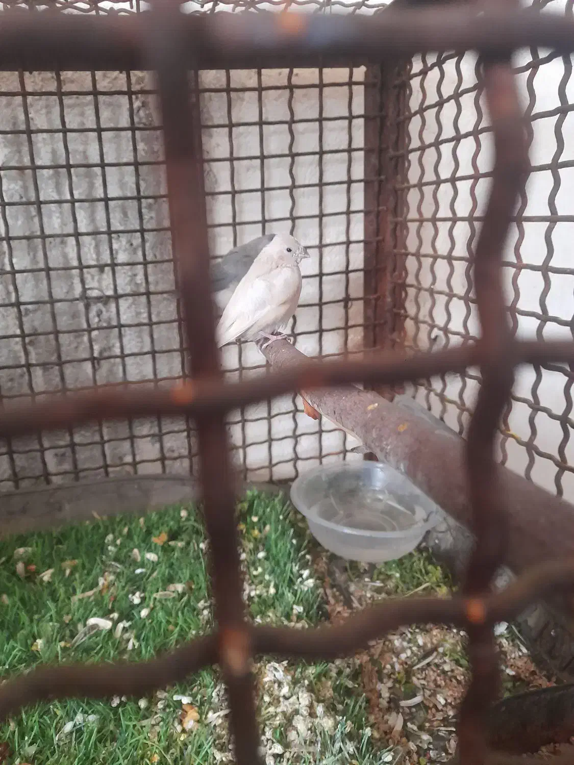 فنچ|پرنده|شیراز, گویم|دیوار