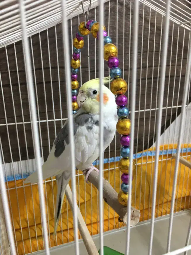 عروس هلندی|پرنده|فولادشهر, مسکن مهر فولادشهر|دیوار