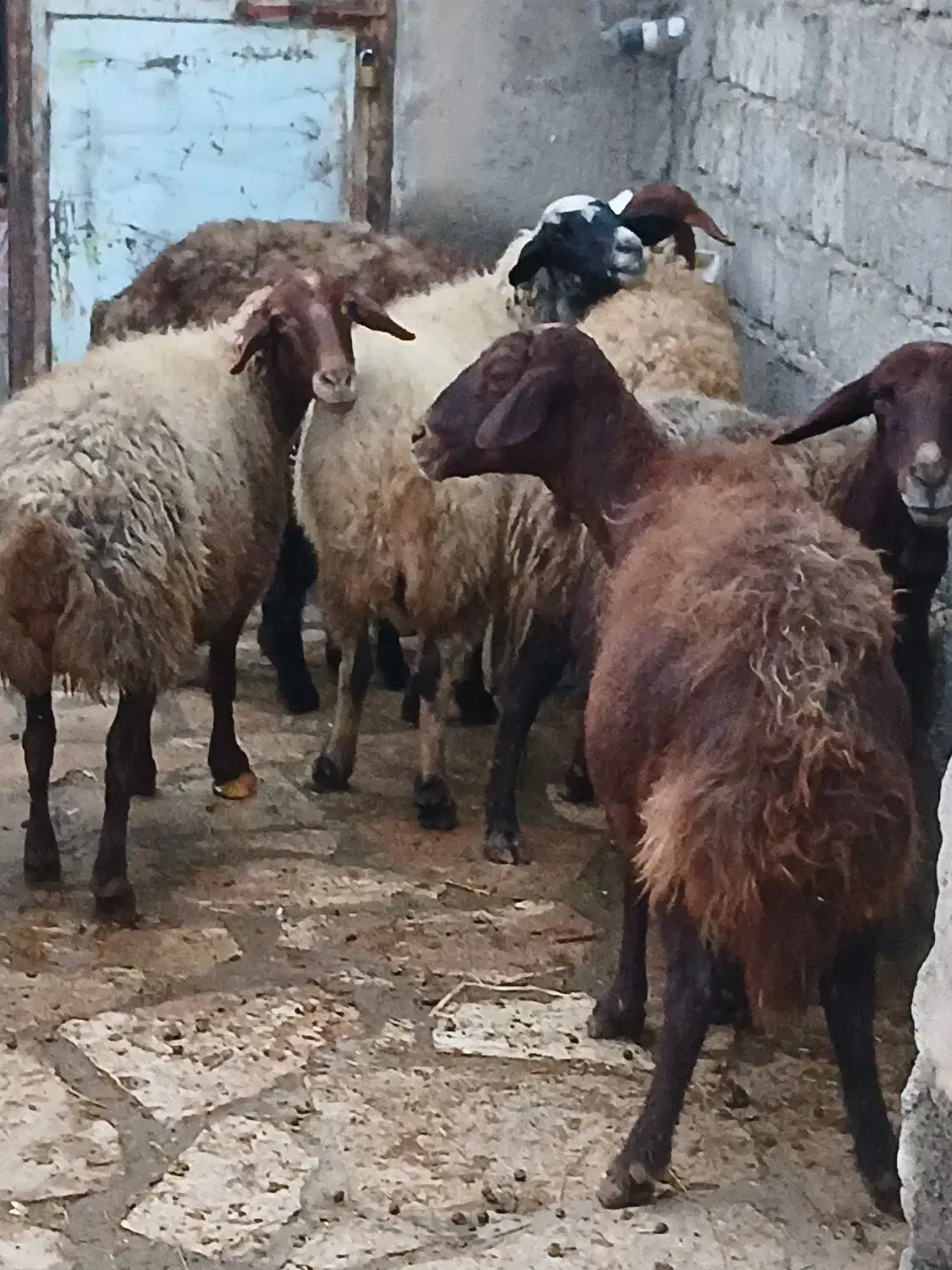 تعداد۸راس گوسفند بابره میش وبره جوان وشیره دار|حیوانات مزرعه|کرمانشاه, |دیوار