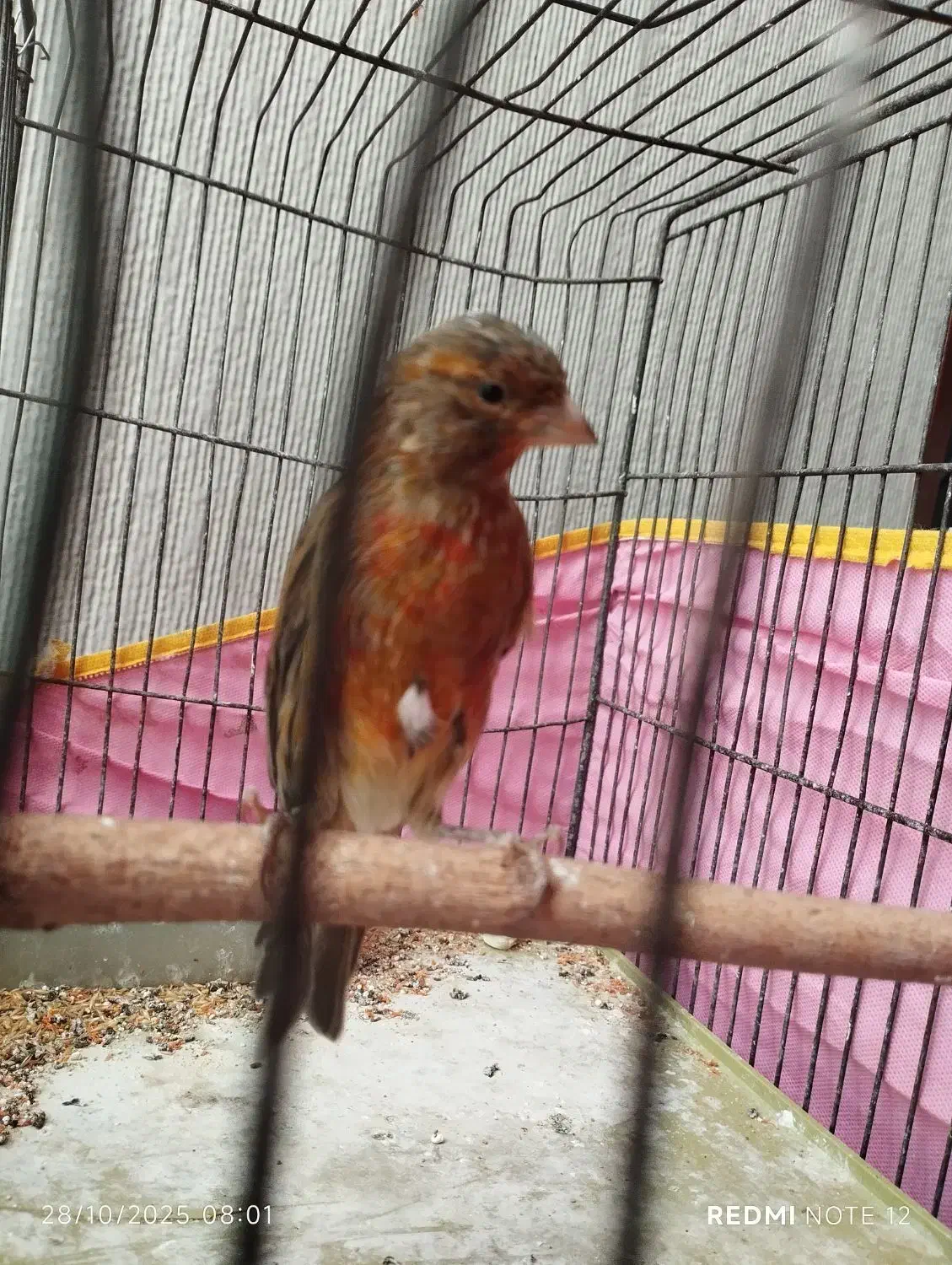 قناری نر|پرنده|ششده و قره بلاغ, |دیوار