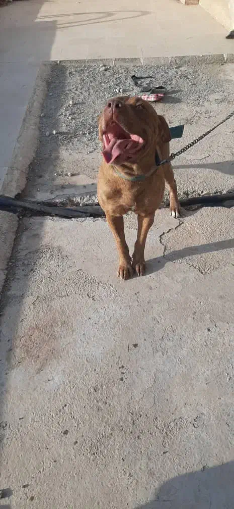 سگ پیت بول شناسنامه دار|سگ|گلستان (تهران), |دیوار