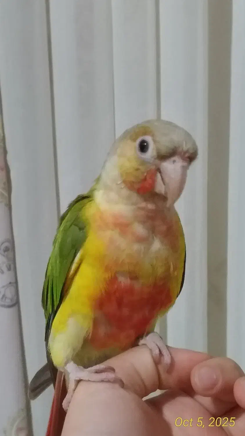 طوطی گرینچیک اکستریم رد|پرنده|فردیس, شهرک ۱۱۰|دیوار