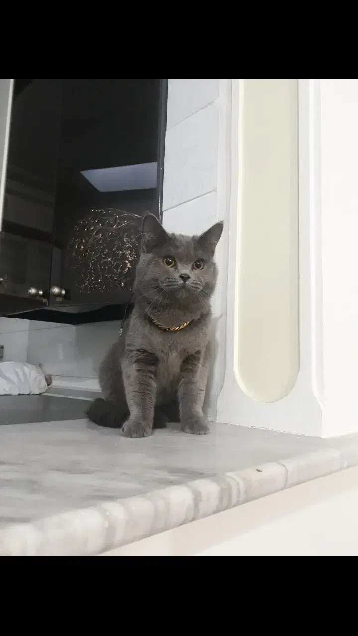 گربه اسکاتیش|گربه|تبریز, |دیوار