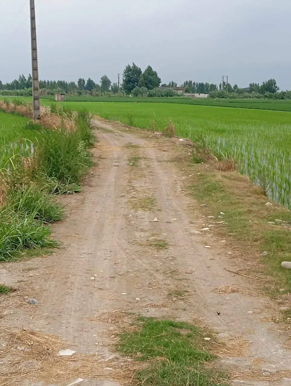 زمین کشاوزی ۲۵۰۰متری جاده سرخرود زیر قیمت|فروش زمین و ملک کلنگی|دابودشت, |دیوار