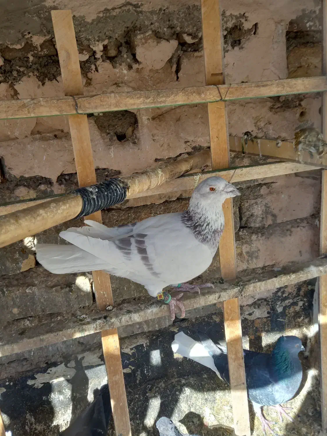 کبوترپرشی|پرنده|اسفراین, |دیوار