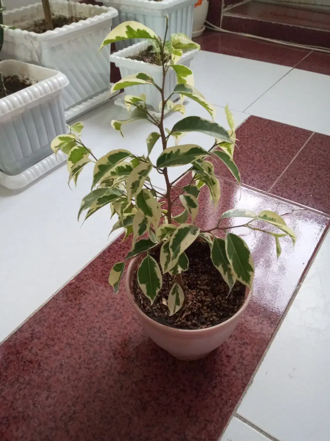 گل بنجامین در انواع سایز|گل و گیاه طبیعی|ارومیه, |دیوار