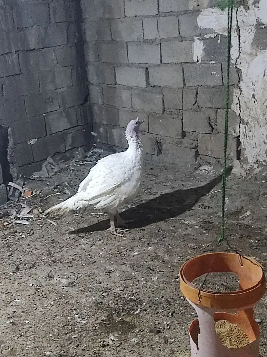 فروش بوقلمون نر|حیوانات مزرعه|دره شهر, |دیوار