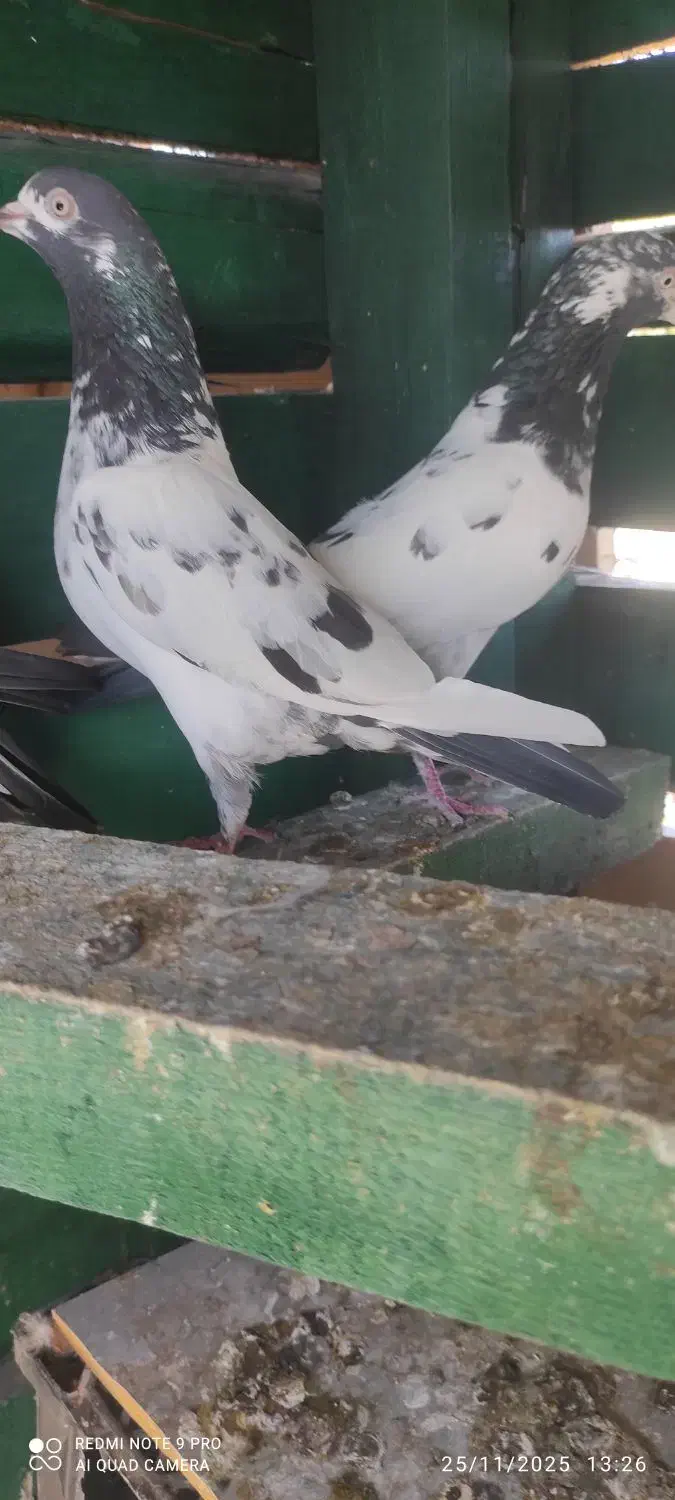 سه عدد حیوون درجه یک|پرنده|بندرعباس, |دیوار