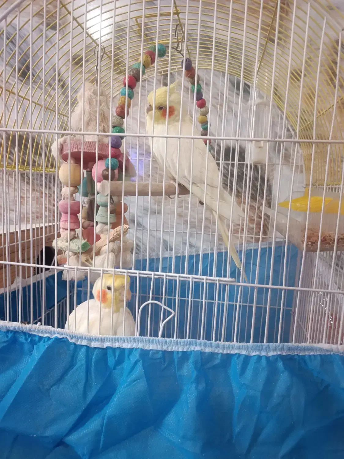 یک جفت عروس هلندی بامزه نر و ماده|پرنده|بوکان, |دیوار