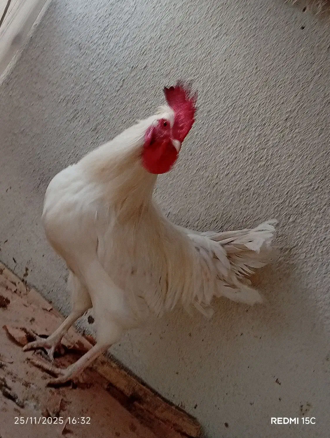 یک عدد خروس محلی اصل اصل|حیوانات مزرعه|بم, |دیوار