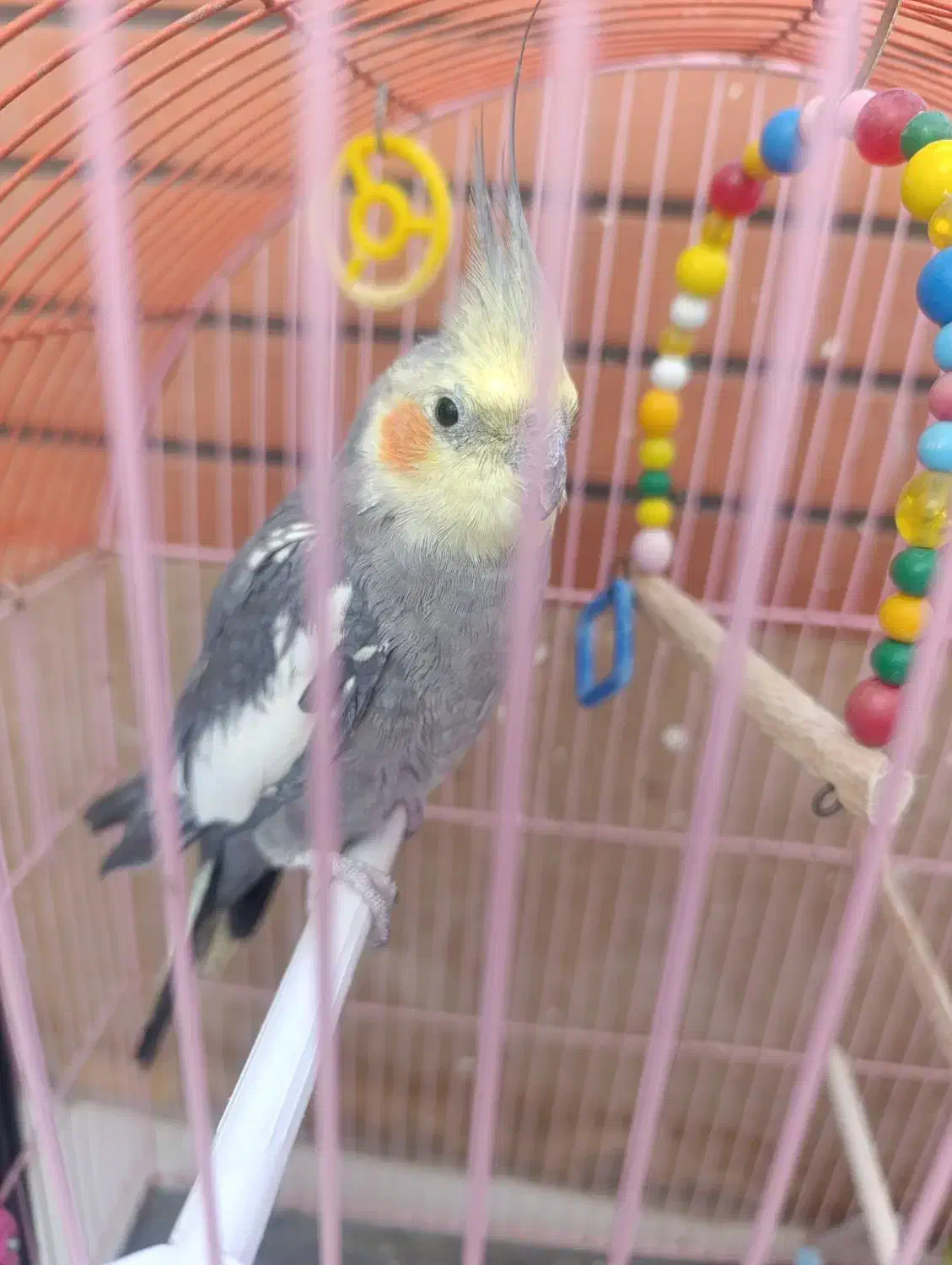 عروس سخنگونر|پرنده|مرند, |دیوار