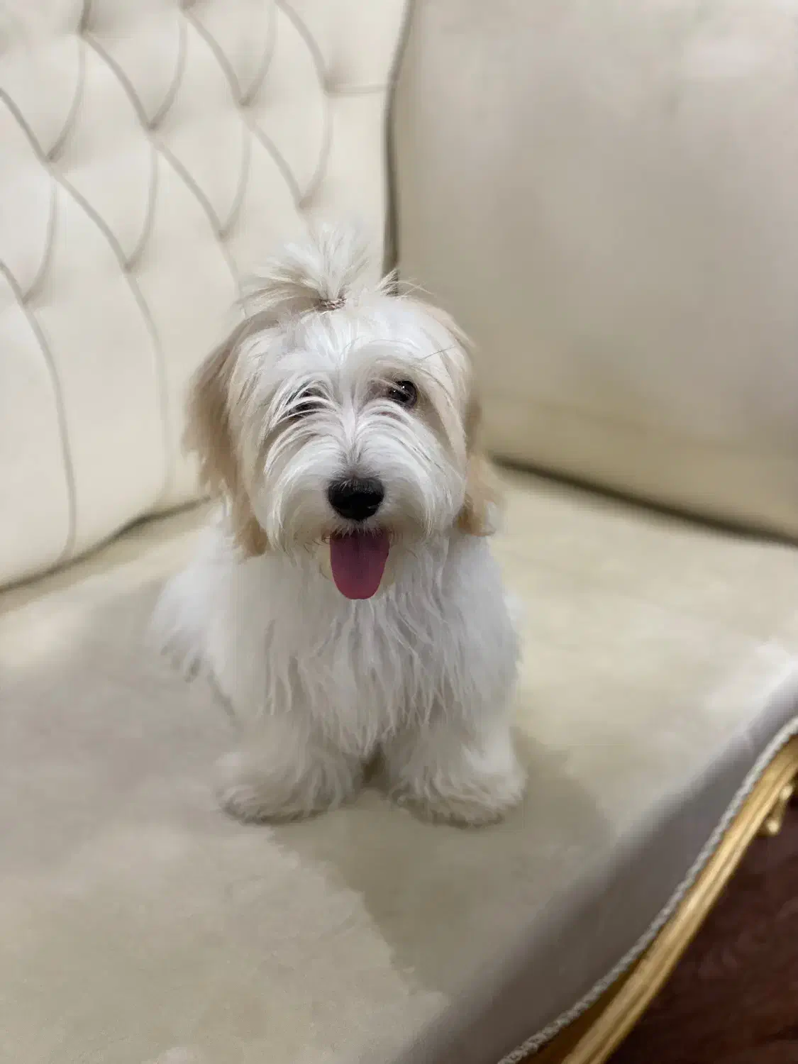 واگذاری سگ شیتزو|سگ|مبارکه, |دیوار