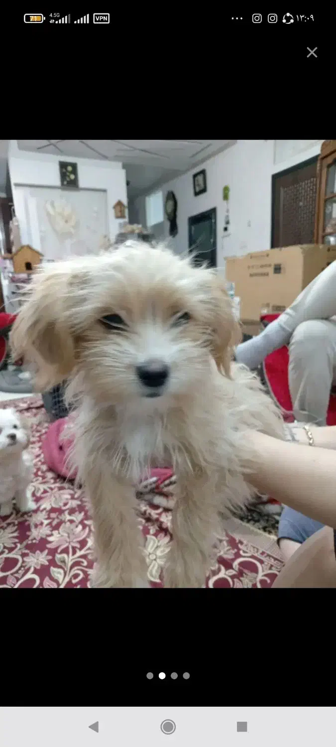 2عدد سگ توله|سگ|سبزوار, توحیدشهر|دیوار