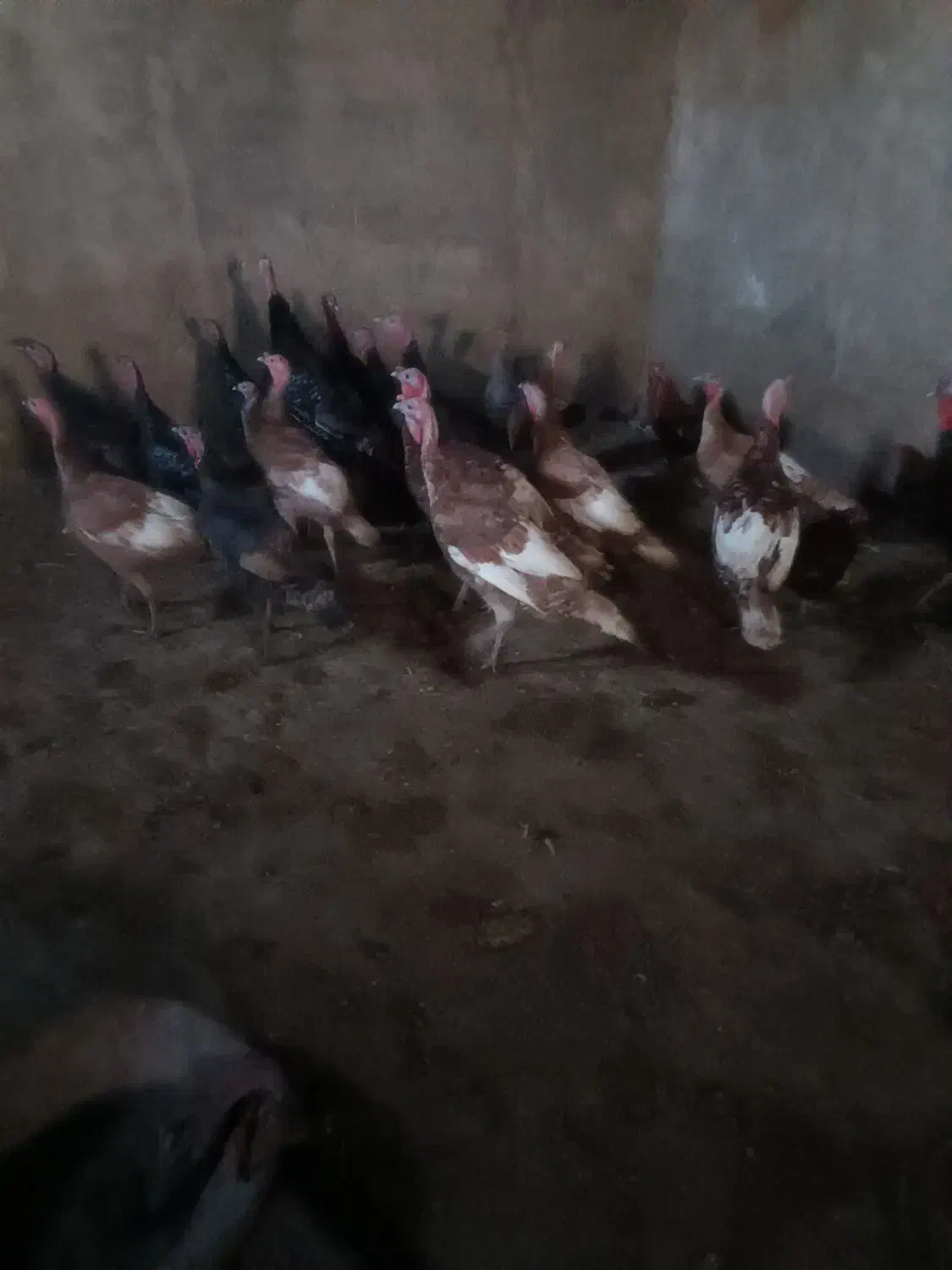 17عدد بوقلمون نر و ماده 9ماهه هر عدد 1800|حیوانات مزرعه|جوادآباد, |دیوار