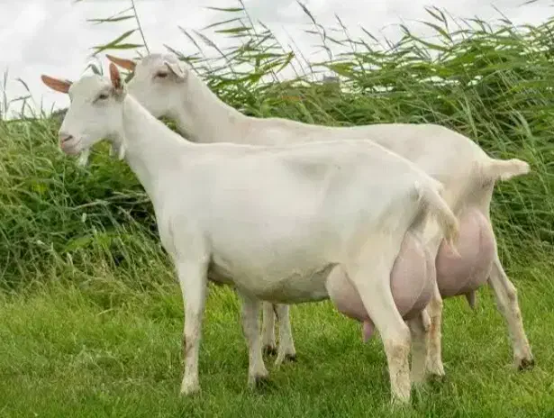 فروش بز های سانن نژاد های پر شیر|حیوانات مزرعه|خسروشاه, |دیوار