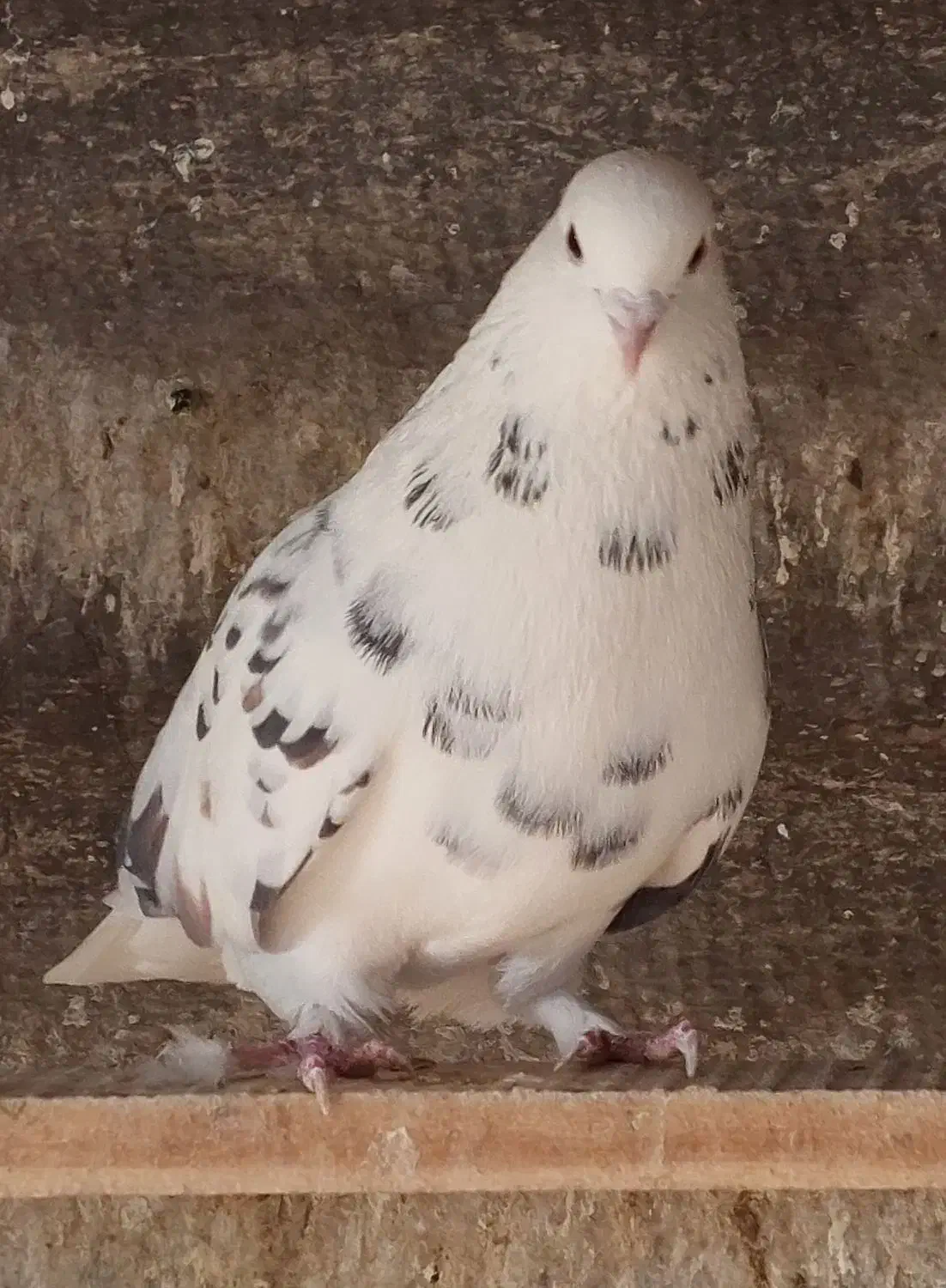 کبوتر پرشی|پرنده|ری, بیبی شهر بانو|دیوار