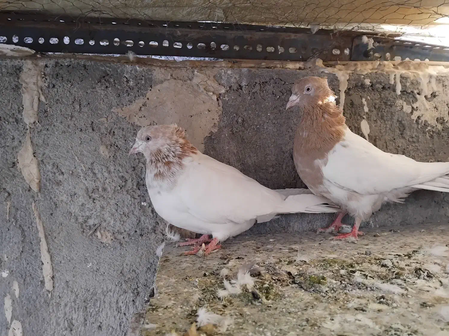 سلام ۱جفت کله زرد فروشی ۷۵۰|پرنده|اسلامشهر, شهرک مهدیه|دیوار