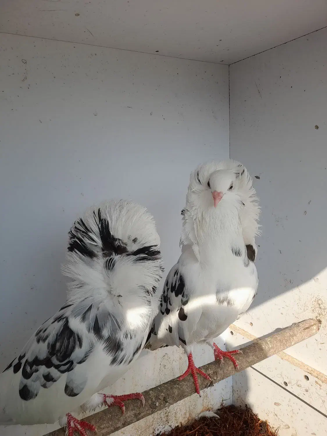 تعدای کبوترزینتی لوکس|پرنده|لاهیجان, یوسف آباد|دیوار