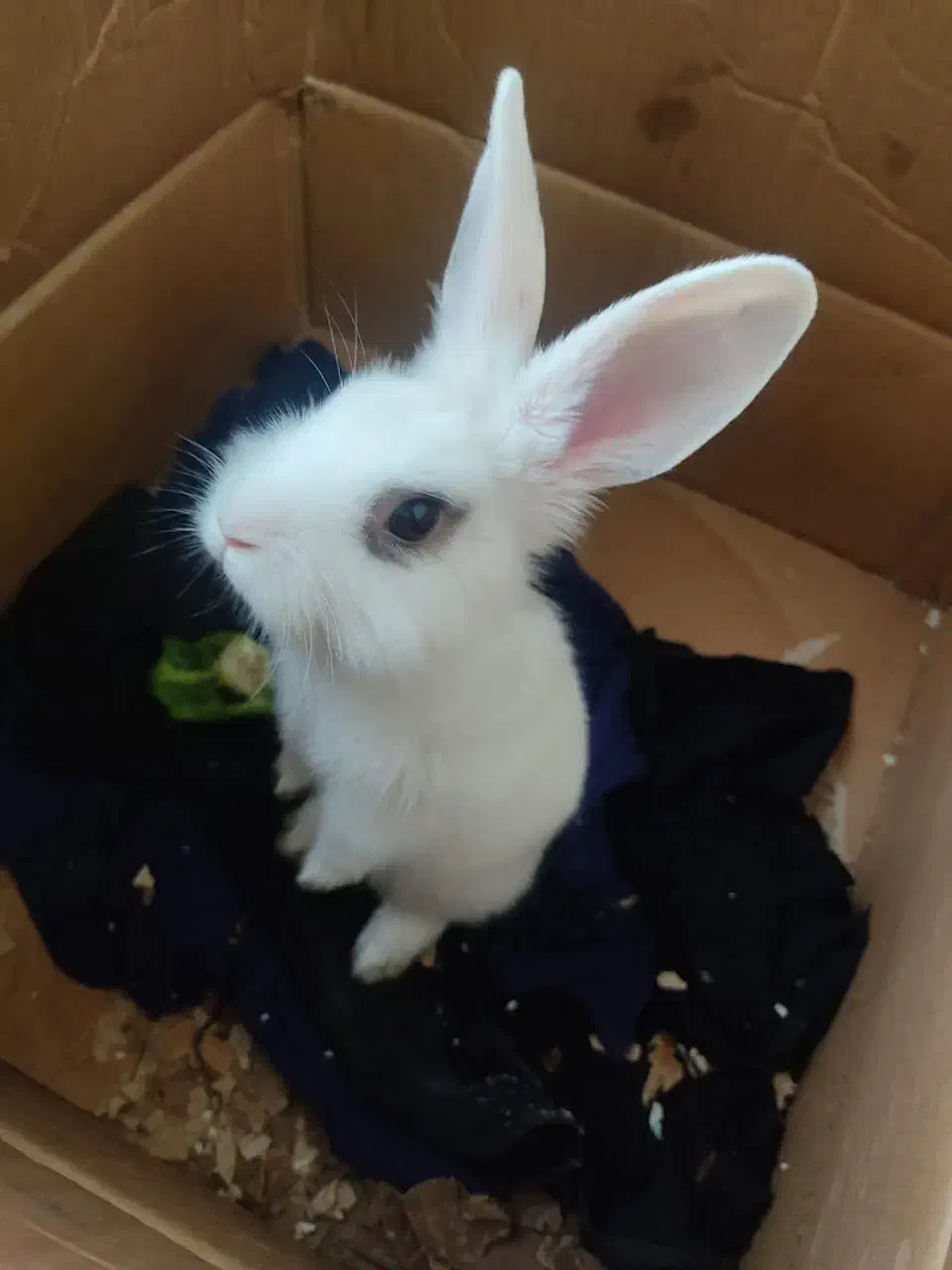 خرگوش باهوش|موش و خرگوش|تهران, مسعودیه|دیوار